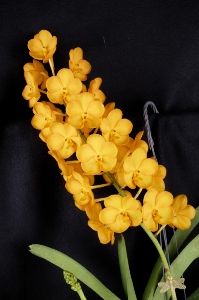 Vanda Ladda Gold Linda Jean AM/AOS 83 pts.inflor